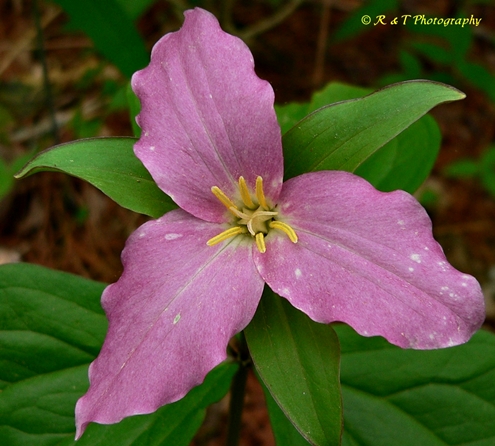 {Trillium grandiflorum}